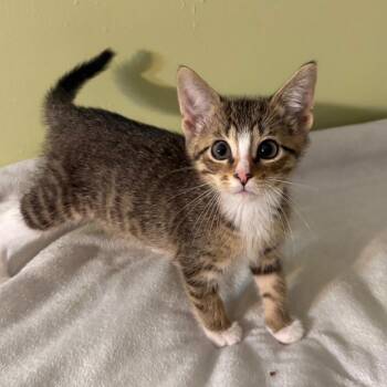 Noelle -  Domestic Short Hair Cat for Adoption in Matteson, Illinois - Noelle | PetCurious