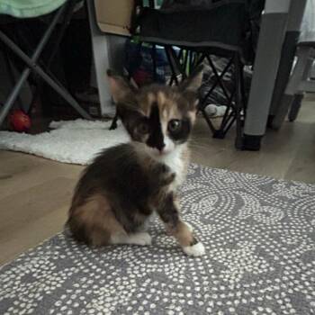 Calico Rockfish -  Domestic Short Hair Cat for Adoption in Westminster, California - Calico Rockfish | PetCurious