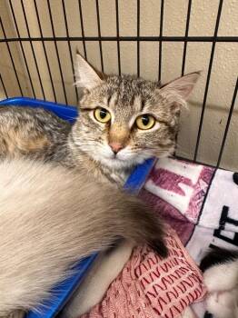 Julep -  Domestic Medium Hair Cat for Adoption in Plymouth, Connecticut - Julep | PetCurious