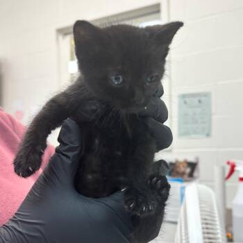 Arlo -  Domestic Short Hair Cat for Adoption in Corpus Christi, Texas - Arlo | PetCurious