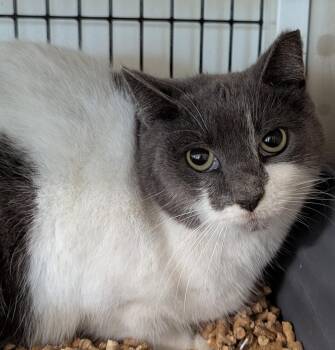 Domestic Short Hair Cats Available for Adoption - Maude | PetCurious