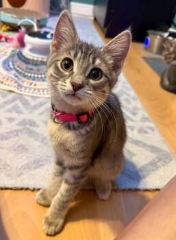 Melanie -  Domestic Short Hair and Tabby Cat for Adoption in Pompano Beach, Florida - Melanie | PetCurious