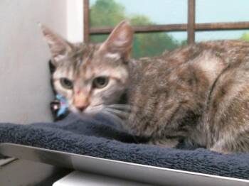 HATTIE -  Domestic Short Hair Cat for Adoption in Houston, Texas - HATTIE | PetCurious