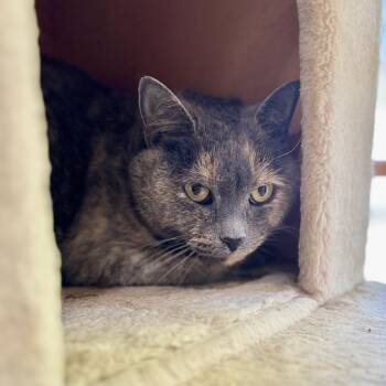 Release Me! -  Domestic Short Hair Cat for Adoption in Fredericksburg, Virginia - Release Me! | PetCurious