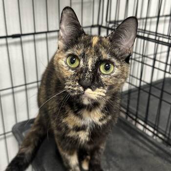 Domestic Short Hair Cats Available for Adoption in Youngstown, Ohio - Cayenne | PetCurious