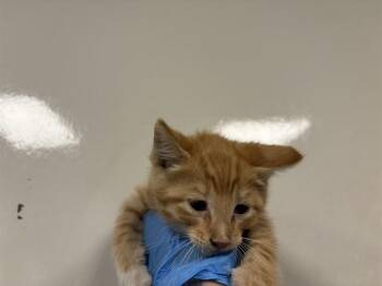 FLAN -  Domestic Short Hair Cat for Adoption in Ontario, California - FLAN | PetCurious
