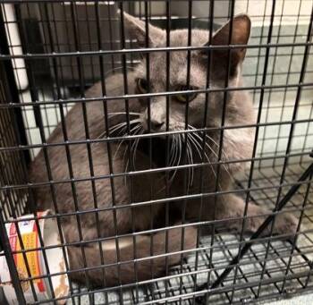Shelia - Working Cat -  Domestic Short Hair Cat for Adoption in Fairfax, Virginia - Shelia - Working Cat | PetCurious