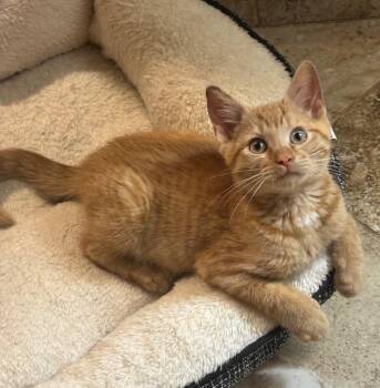 Sonny -  Tabby and Domestic Short Hair Cat for Adoption in Garner, North Carolina - Sonny | PetCurious