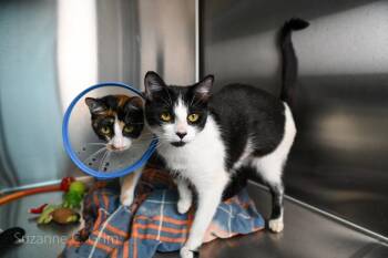 Cookie -  Domestic Short Hair Cat for Adoption in Elmwood, Louisiana - Cookie | PetCurious
