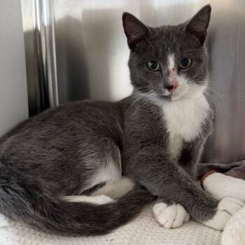 Rescue Domestic Short Hair Cats for Adoption in Cedaredge, Colorado - Davie | PetCurious