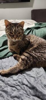 Domestic Short Hair Cats Available for Adoption in Fredericton, New Brunswick - Cairo | PetCurious