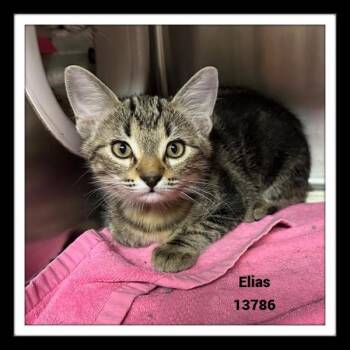 Rescue Domestic Short Hair Cats for Adoption in Marietta, Georgia - Elias (pent 5) | PetCurious