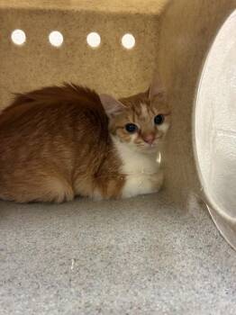 Domestic Short Hair Cats Available for Adoption - A794445 | PetCurious