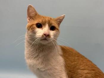 Cheerio -  Domestic Short Hair Cat for Adoption in Golden Valley, Minnesota - Cheerio | PetCurious