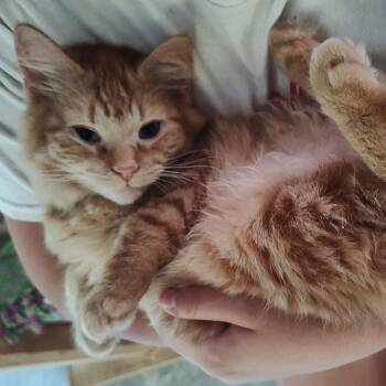 Rescue Domestic Medium Hair Cats for Adoption in Huntington, Massachusetts - Birdie | PetCurious