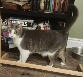 Jack -  Domestic Short Hair Cat Available for Adoption in Ridgetown, Ontario - Jack | PetCurious