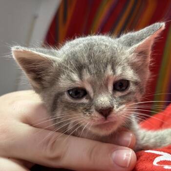 Marty -  Domestic Short Hair Cat for Adoption in Leander, Texas - Marty | PetCurious