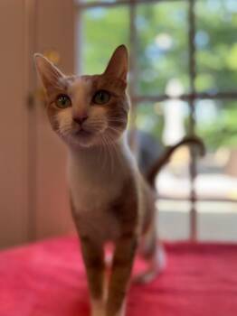 Lyra -  Domestic Short Hair Cat for Adoption in Trenton, New Jersey - Lyra | PetCurious