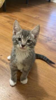 Moose -  Domestic Short Hair Cat for Adoption in Wilmington, North Carolina - Moose | PetCurious