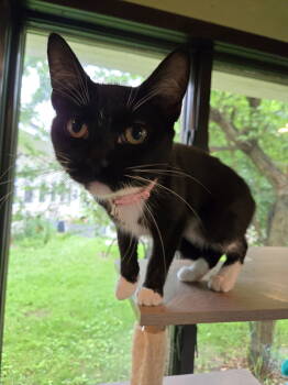 Rescue Domestic Short Hair Cats for Adoption in Trenton, New Jersey - Duckey | PetCurious