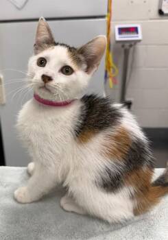 THISTLE -  Domestic Short Hair Cat for Adoption in Peoria, Illinois - THISTLE | PetCurious