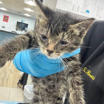 Rescue Domestic Short Hair Cats for Adoption in Newark, New Jersey - Merlot | PetCurious