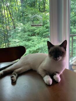 Tai Chi26 -  Snowshoe Cat for Adoption in Youngsville, North Carolina - Tai Chi26 | PetCurious