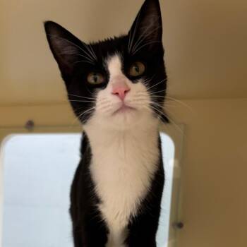 Wish Bear -  Domestic Short Hair Cat for Adoption in Naperville, Illinois - Wish Bear | PetCurious