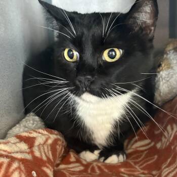 Cleopatra -  Domestic Short Hair Cat for Adoption in Grass Valley, California - Cleopatra | PetCurious
