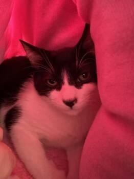 King of Tokyo -  Domestic Medium Hair and Domestic Short Hair Cat for Adoption in Roseville, California - King Of Tokyo | PetCurious