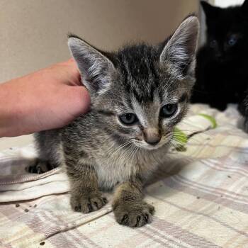 Pistachio (26-1T-3) -  Domestic Short Hair Cat for Adoption in Rifle, Colorado - Pistachio (26-1T-3) | PetCurious