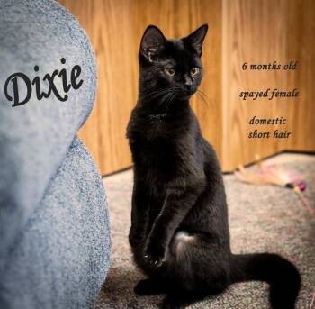 Rescue Domestic Short Hair Cats for Adoption in Findlay, Ohio - Dixie | PetCurious