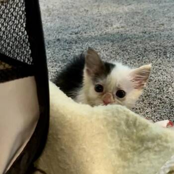 Bob -  Domestic Short Hair Cat for Adoption in Portage, Michigan - Bob | PetCurious