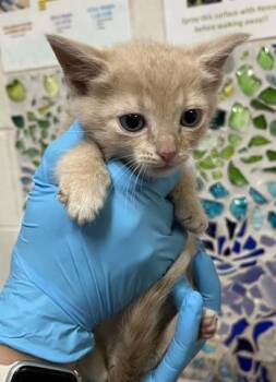 Domestic Short Hair Cats Available for Adoption in Pensacola, Florida - FERN | PetCurious