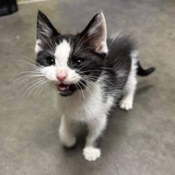 Milo -  Domestic Short Hair Cat for Adoption in Waynesburg, Pennsylvania - Milo | PetCurious