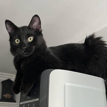 Rescue Domestic Short Hair Cats for Adoption in Los Angeles, California - Ozzy | PetCurious