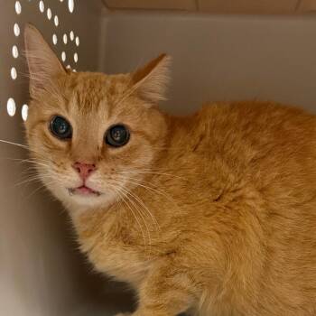 Sharkie (Barn Cat) -  Domestic Short Hair Cat for Adoption in West Olive, Michigan - Sharkie (Barn Cat) | PetCurious