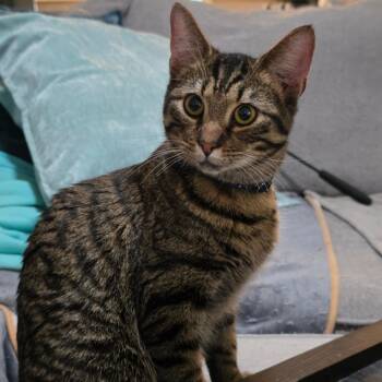 Domestic Short Hair Cats Available for Adoption - Ghibli | PetCurious