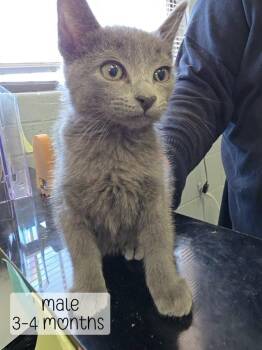 Earl Grey -  Domestic Medium Hair Cat for Adoption in Holbrook, Arizona - Earl Grey | PetCurious