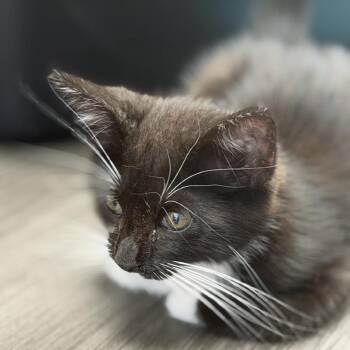 Thor -  Domestic Short Hair Cat for Adoption in Midland, Texas - Thor | PetCurious
