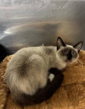 Frinny -  Siamese and Snowshoe Cat for Adoption in Picayune, Mississippi - Frinny | PetCurious