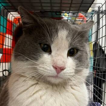 Domestic Short Hair Cats Available for Adoption - Midas | PetCurious