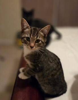 Domestic Short Hair Cats Available for Adoption - Dane | PetCurious