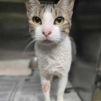 Kix -  Domestic Short Hair Cat for Adoption in Pauls Valley, Oklahoma - Kix | PetCurious