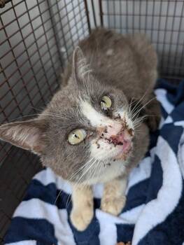 Domestic Short Hair Cats Available for Adoption in San Antonio, Texas - HOCUSPOCUS | PetCurious