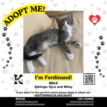 Ferdinand -  Domestic Short Hair Cat for Adoption in OSBORNVILLE, New Jersey - Ferdinand | PetCurious