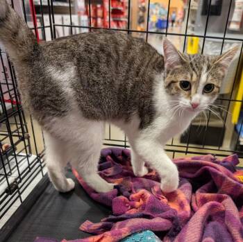 Domestic Short Hair and Tiger Cats Available for Adoption in Cincinnati, Ohio - Flower | PetCurious