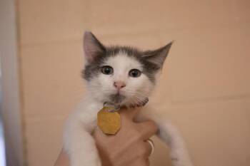 Domestic Short Hair Cats Available for Adoption in Mountain Home, Arkansas - Zeus | PetCurious