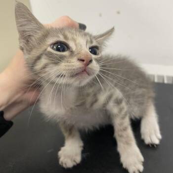 Liz -  American Shorthair Cat for Adoption in Dickinson, Texas - Liz | PetCurious