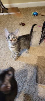 Rescue Domestic Short Hair and Tabby Cats for Adoption in Rosenberg, Texas - Andy | PetCurious